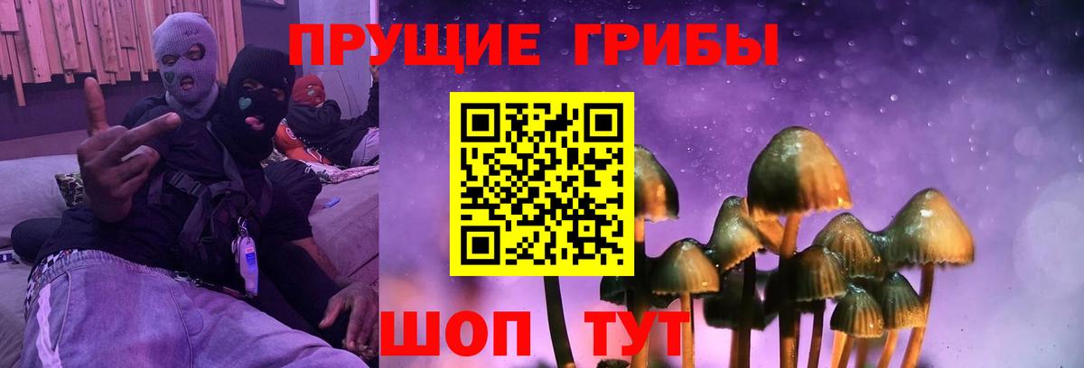 Псилоцибиновые грибы Psilocybe Сальск